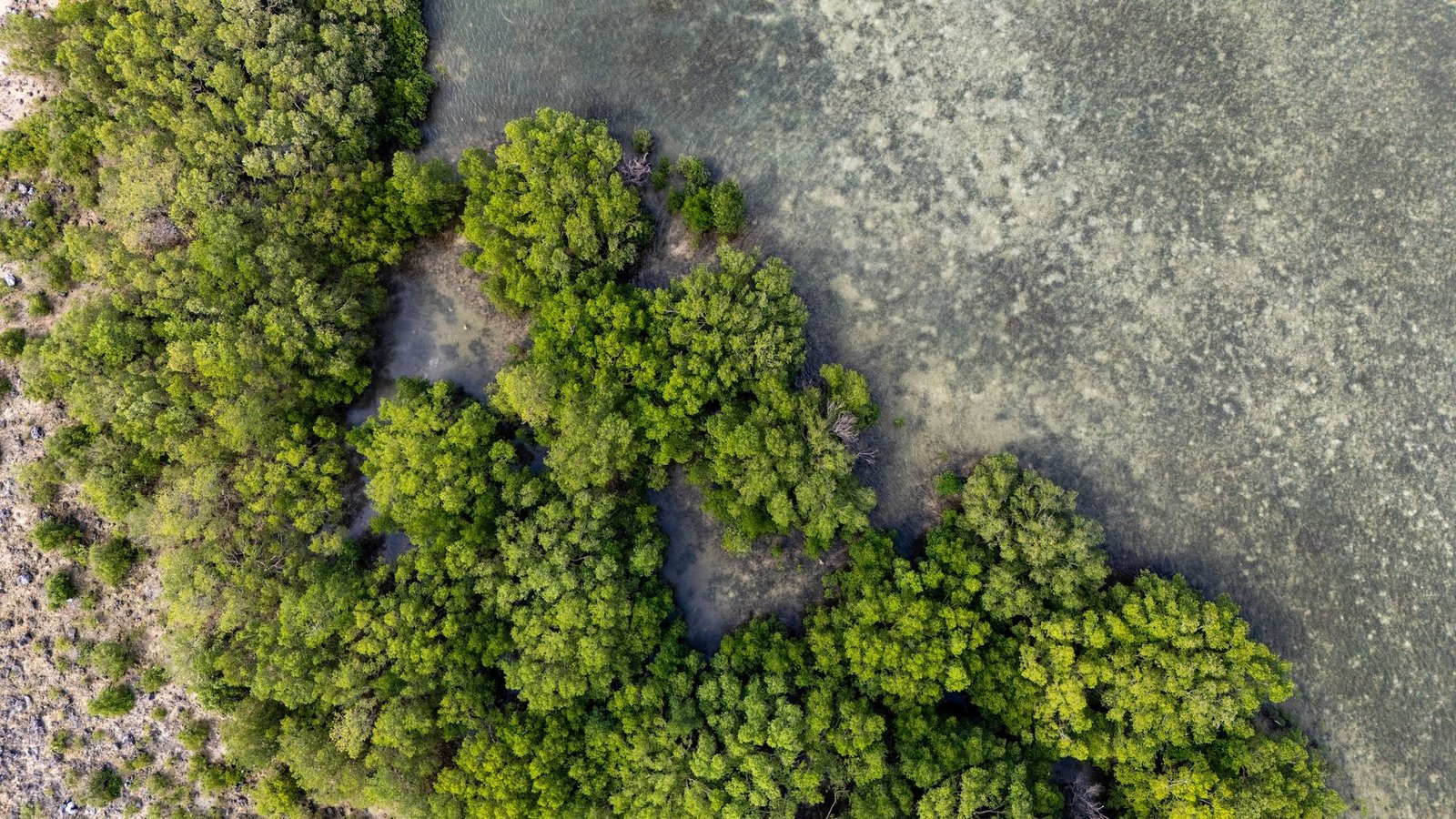 Aerial view of mangroves along the Lialto shore